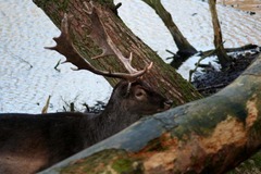 Killikus&reg; Fotographie